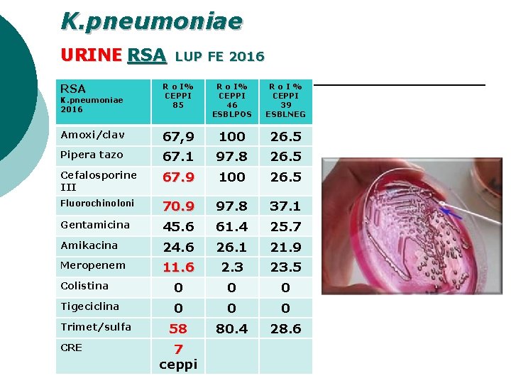 K. pneumoniae URINE RSA LUP FE 2016 RSA R o I% CEPPI 85 R