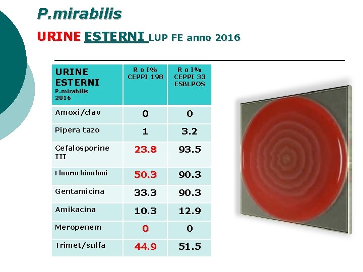 P. mirabilis URINE ESTERNI LUP FE anno 2016 URINE ESTERNI R o I% CEPPI