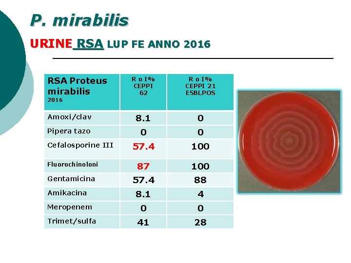 P. mirabilis URINE RSA LUP FE ANNO 2016 RSA Proteus mirabilis R o I%