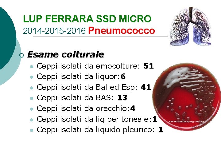 LUP FERRARA SSD MICRO 2014 -2015 -2016 Pneumococco ¡ Esame colturale l l l