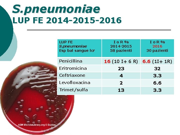 S. pneumoniae LUP FE 2014 -2015 -2016 LUP FE S. pneumoniae Esp bal sangue