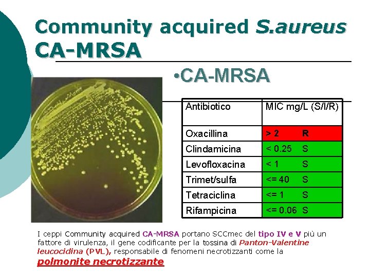 Community acquired S. aureus CA-MRSA • CA-MRSA Antibiotico MIC mg/L (S/I/R) Oxacillina >2 R