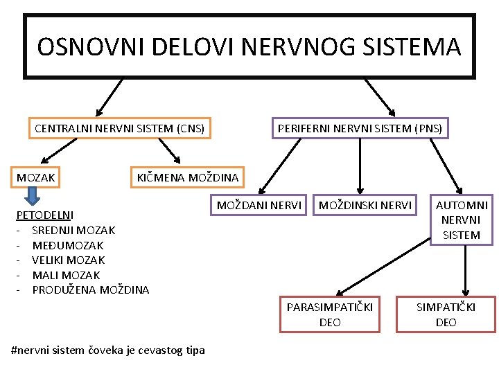 OSNOVNI DELOVI NERVNOG SISTEMA CENTRALNI NERVNI SISTEM (CNS) MOZAK PERIFERNI NERVNI SISTEM (PNS) KIČMENA