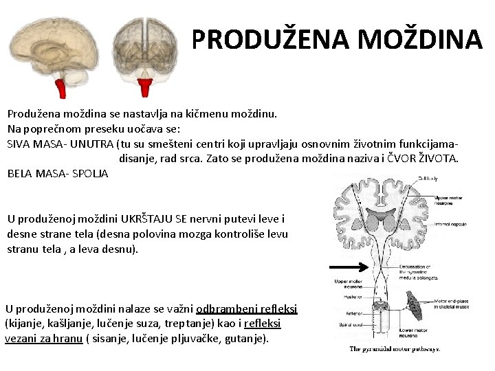 PRODUŽENA MOŽDINA Produžena moždina se nastavlja na kičmenu moždinu. Na poprečnom preseku uočava se: