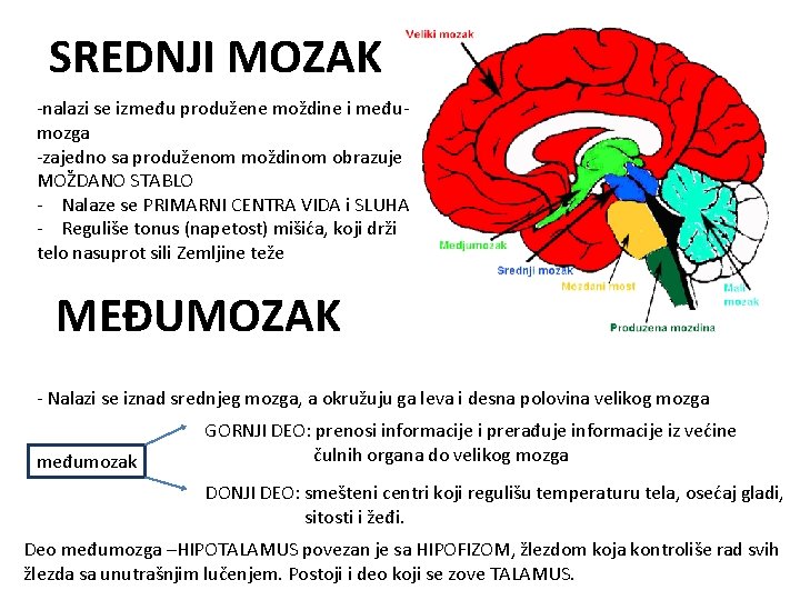 SREDNJI MOZAK -nalazi se između produžene moždine i međumozga -zajedno sa produženom moždinom obrazuje