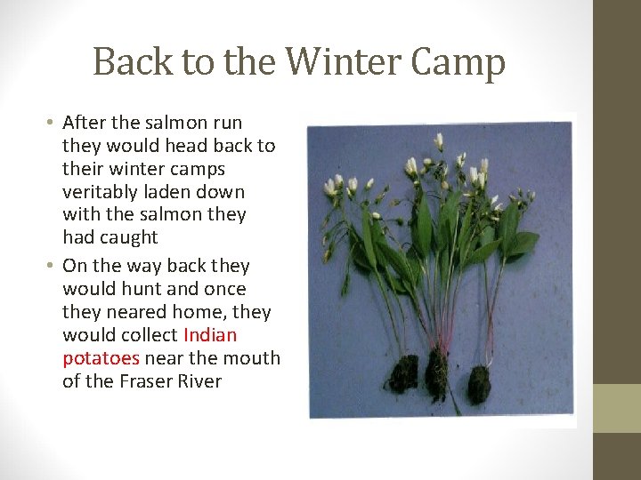 Back to the Winter Camp • After the salmon run they would head back