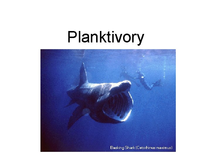 Planktivory Planktivory
