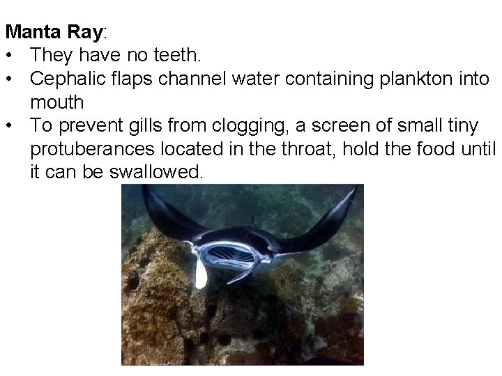 Manta Ray: • They have no teeth. • Cephalic flaps channel water containing plankton Manta Ray: • They have no teeth. • Cephalic flaps channel water containing plankton