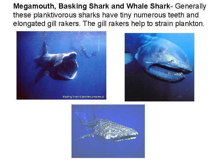Megamouth, Basking Shark and Whale Shark- Generally these planktivorous sharks have tiny numerous teeth Megamouth, Basking Shark and Whale Shark- Generally these planktivorous sharks have tiny numerous teeth