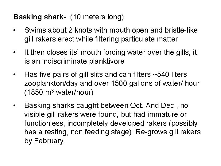 Basking shark- (10 meters long) • Swims about 2 knots with mouth open and Basking shark- (10 meters long) • Swims about 2 knots with mouth open and