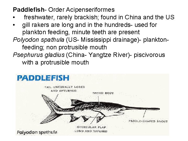 Paddlefish- Order Acipenseriformes • freshwater, rarely brackish; found in China and the US • Paddlefish- Order Acipenseriformes • freshwater, rarely brackish; found in China and the US •