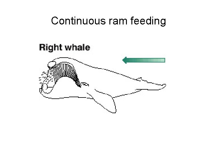 Continuous ram feeding Continuous ram feeding