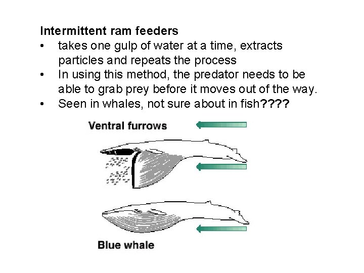 Intermittent ram feeders • takes one gulp of water at a time, extracts particles Intermittent ram feeders • takes one gulp of water at a time, extracts particles