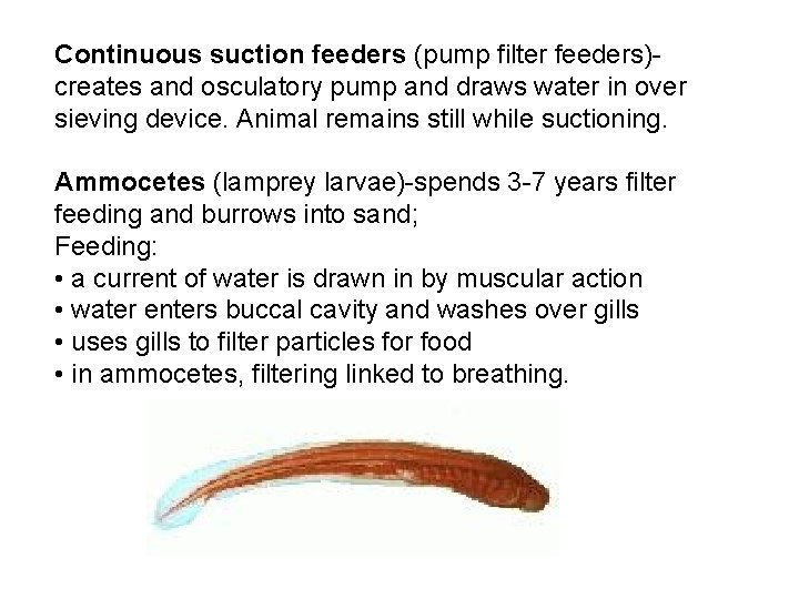 Continuous suction feeders (pump filter feeders)- creates and osculatory pump and draws water in Continuous suction feeders (pump filter feeders)- creates and osculatory pump and draws water in