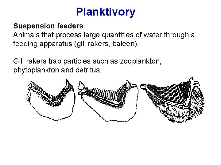 Planktivory Suspension feeders: Animals that process large quantities of water through a feeding apparatus Planktivory Suspension feeders: Animals that process large quantities of water through a feeding apparatus