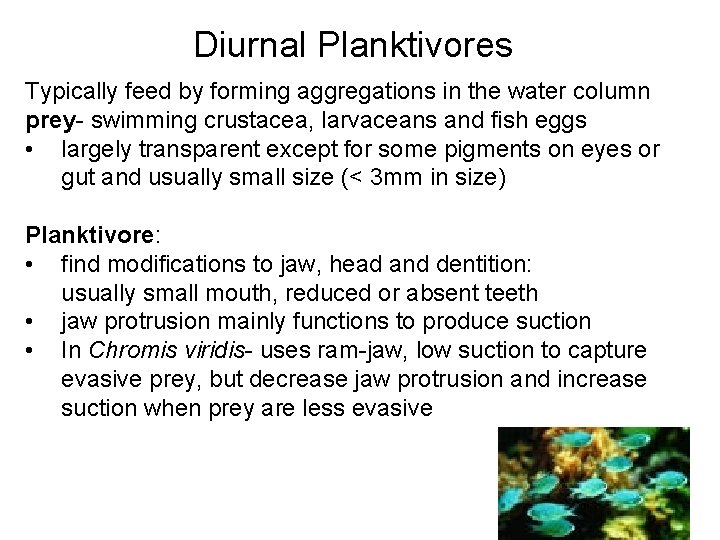 Diurnal Planktivores Typically feed by forming aggregations in the water column prey- swimming crustacea, Diurnal Planktivores Typically feed by forming aggregations in the water column prey- swimming crustacea,