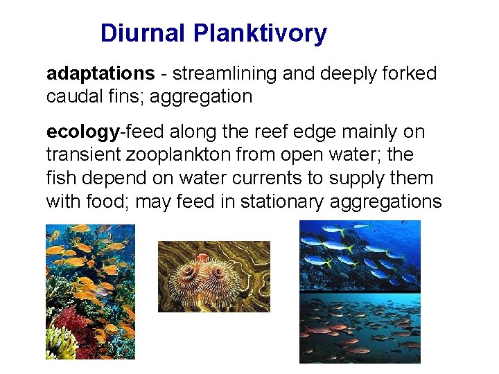 Diurnal Planktivory adaptations - streamlining and deeply forked caudal fins; aggregation ecology-feed along the Diurnal Planktivory adaptations - streamlining and deeply forked caudal fins; aggregation ecology-feed along the