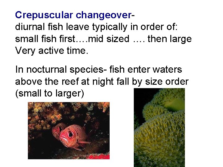 Crepuscular changeover- diurnal fish leave typically in order of: small fish first…. mid sized Crepuscular changeover- diurnal fish leave typically in order of: small fish first…. mid sized