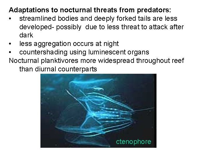 Adaptations to nocturnal threats from predators: • streamlined bodies and deeply forked tails are Adaptations to nocturnal threats from predators: • streamlined bodies and deeply forked tails are