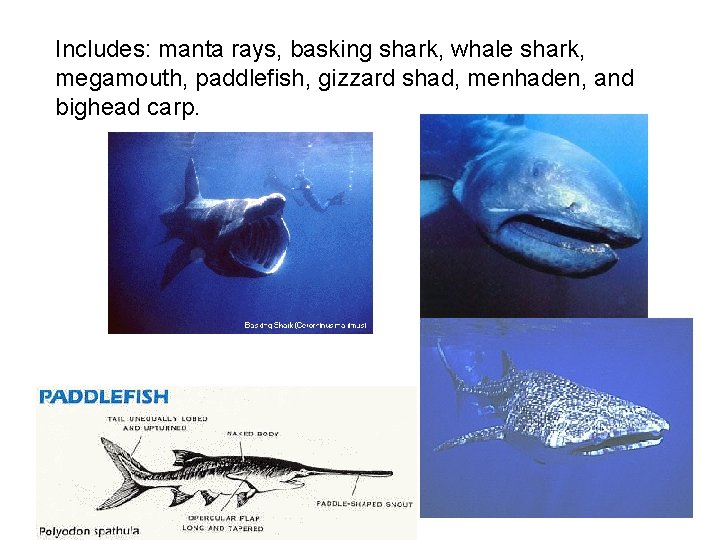 Includes: manta rays, basking shark, whale shark, megamouth, paddlefish, gizzard shad, menhaden, and bighead Includes: manta rays, basking shark, whale shark, megamouth, paddlefish, gizzard shad, menhaden, and bighead