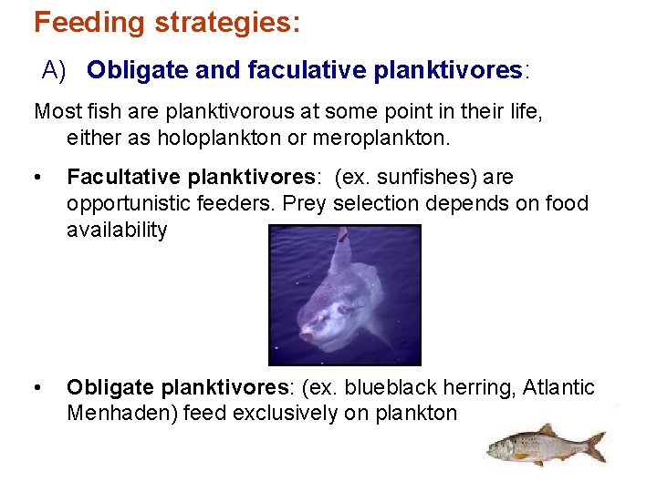 Feeding strategies: A) Obligate and faculative planktivores: Most fish are planktivorous at some point Feeding strategies: A) Obligate and faculative planktivores: Most fish are planktivorous at some point
