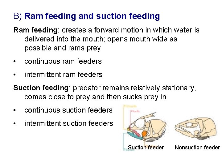 B) Ram feeding and suction feeding Ram feeding: creates a forward motion in which B) Ram feeding and suction feeding Ram feeding: creates a forward motion in which