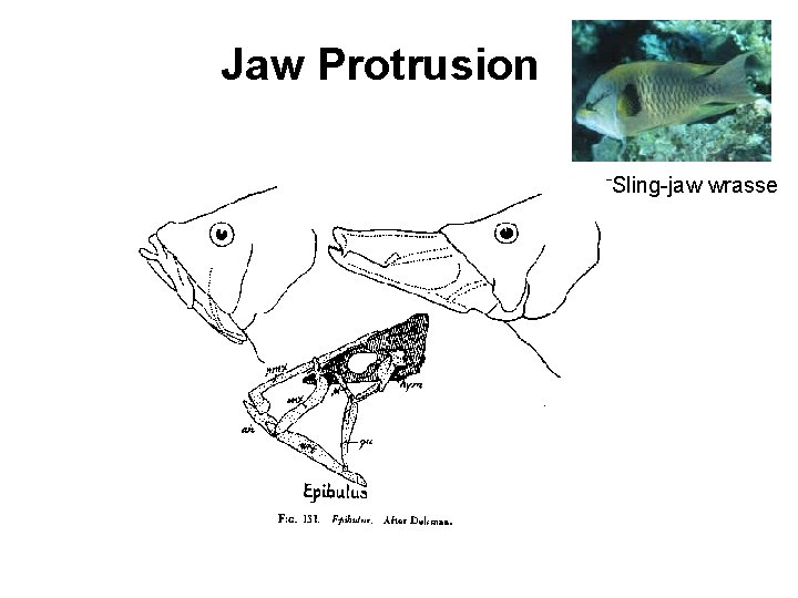 Jaw Protrusion Sling-jaw wrasse Jaw Protrusion Sling-jaw wrasse