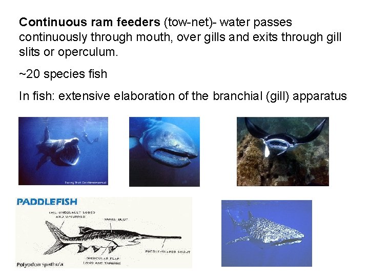 Continuous ram feeders (tow-net)- water passes continuously through mouth, over gills and exits through Continuous ram feeders (tow-net)- water passes continuously through mouth, over gills and exits through