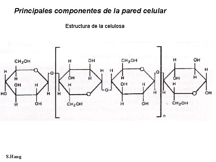 Principales componentes de la pared celular Estructura de la celulosa S. Hang 