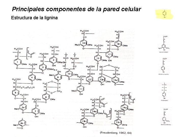 Principales componentes de la pared celular Estructura de la lignina 