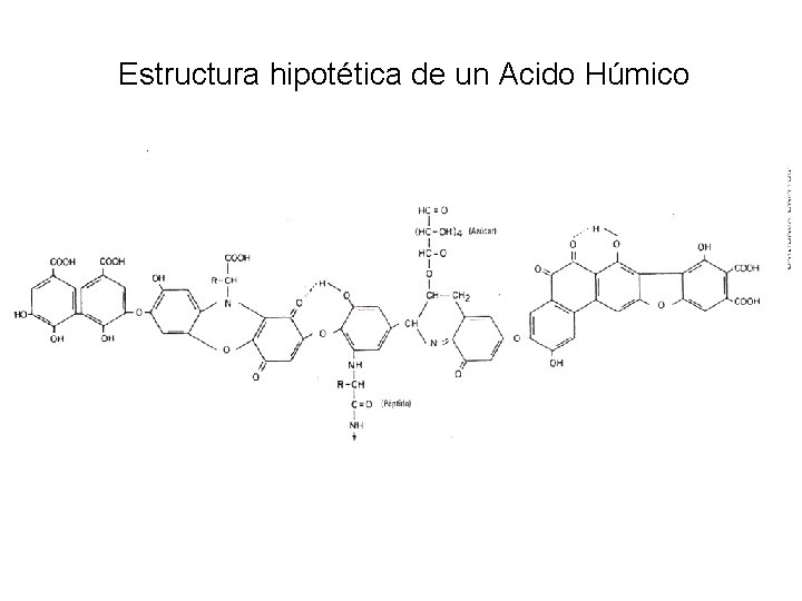 Estructura hipotética de un Acido Húmico 