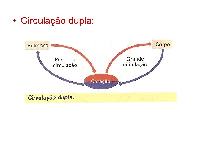  • Circulação dupla: 