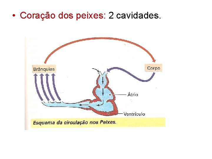  • Coração dos peixes: 2 cavidades. 