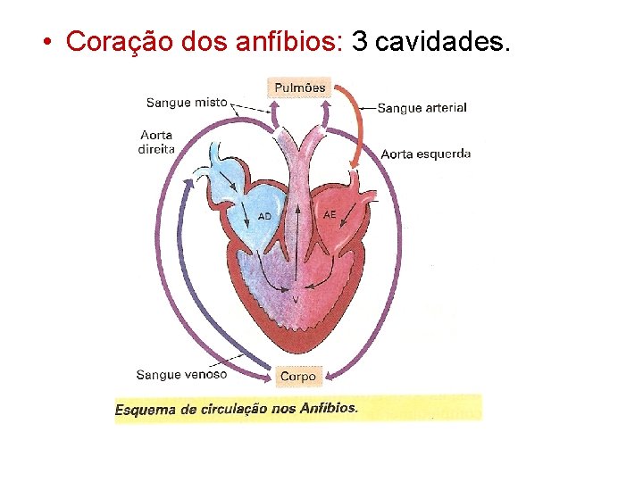  • Coração dos anfíbios: 3 cavidades. 
