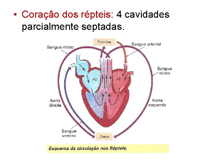  • Coração dos répteis: 4 cavidades parcialmente septadas. 