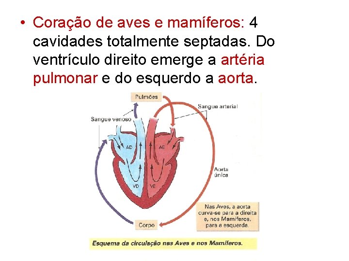  • Coração de aves e mamíferos: 4 cavidades totalmente septadas. Do ventrículo direito