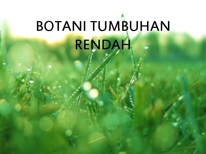 BOTANI TUMBUHAN RENDAH 