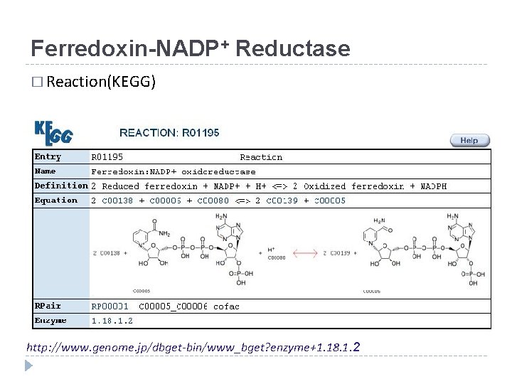 Ferredoxin-NADP+ Reductase � Reaction(KEGG) http: //www. genome. jp/dbget-bin/www_bget? enzyme+1. 18. 1. 2 