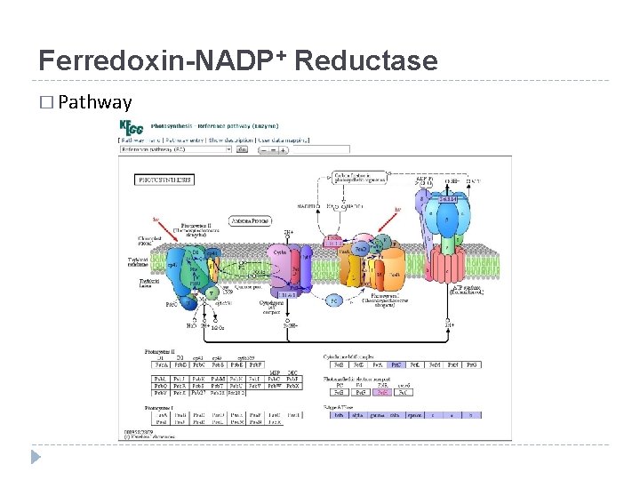 Ferredoxin-NADP+ Reductase � Pathway 