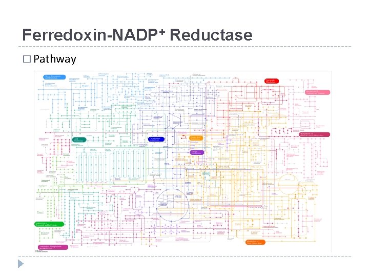 Ferredoxin-NADP+ Reductase � Pathway 