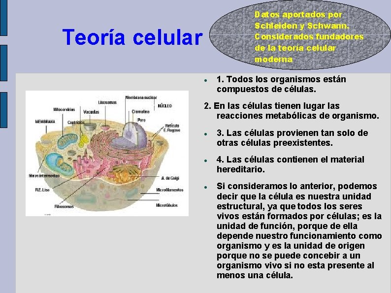 Datos aportados por Schleiden y Schwann. Considerados fundadores de la teoría celular moderna Teoría Datos aportados por Schleiden y Schwann. Considerados fundadores de la teoría celular moderna Teoría
