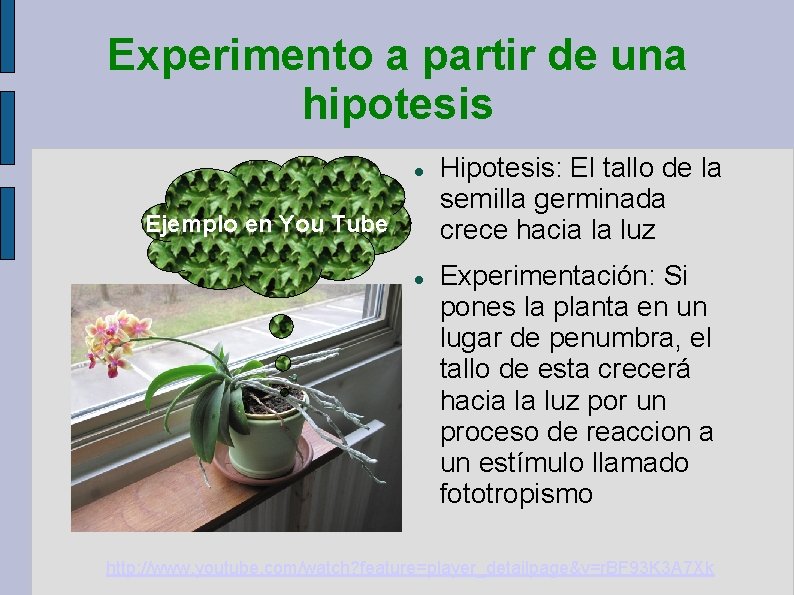 Experimento a partir de una hipotesis Ejemplo en You Tube Hipotesis: El tallo de Experimento a partir de una hipotesis Ejemplo en You Tube Hipotesis: El tallo de