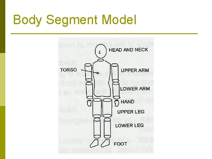 Body Segment Model 