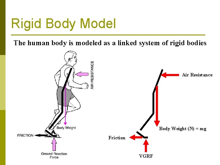 Rigid Body Model The human body is modeled as a linked system of rigid
