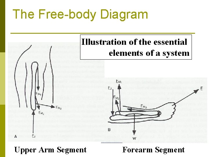 The Free-body Diagram Illustration of the essential elements of a system Upper Arm Segment