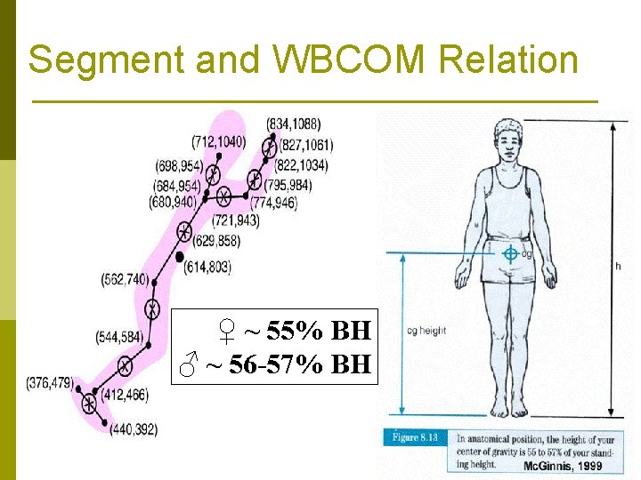 Segment and WBCOM Relation ♀ ~ 55% BH ♂ ~ 56 -57% BH 