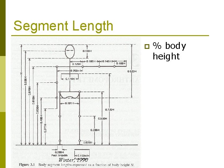Segment Length p Winter, 1990 % body height 