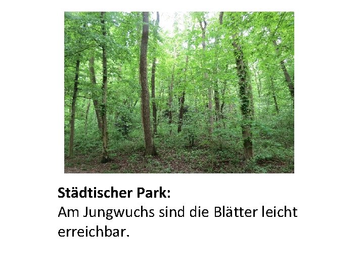 Städtischer Park: Am Jungwuchs sind die Blätter leicht erreichbar. 