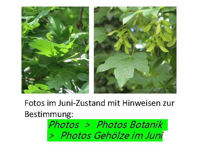 Fotos im Juni-Zustand mit Hinweisen zur Bestimmung: Photos > Photos Botanik > Photos Gehölze