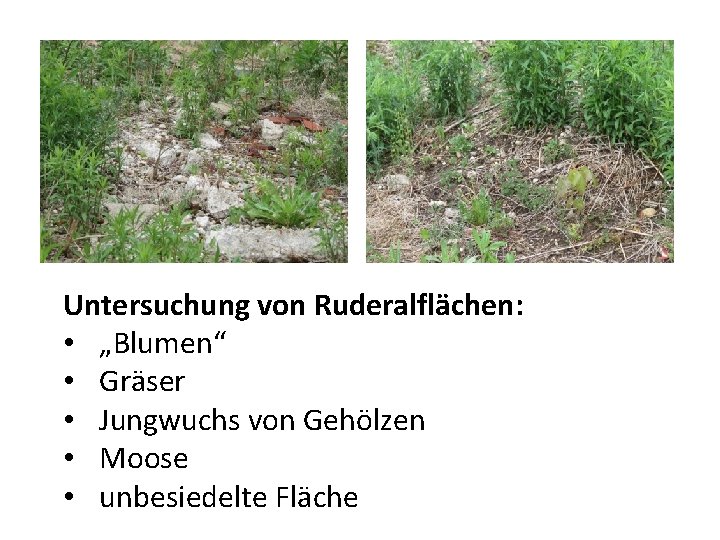 Untersuchung von Ruderalflächen: • „Blumen“ • Gräser • Jungwuchs von Gehölzen • Moose •